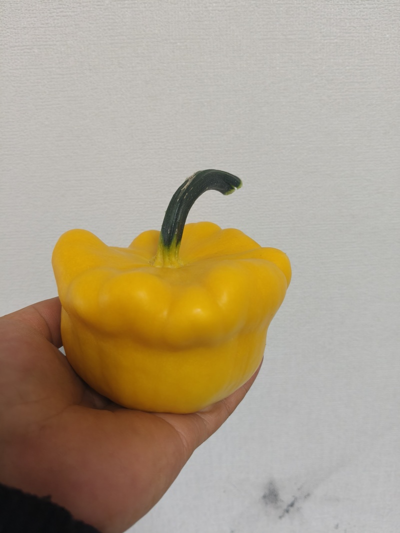 飞碟南瓜