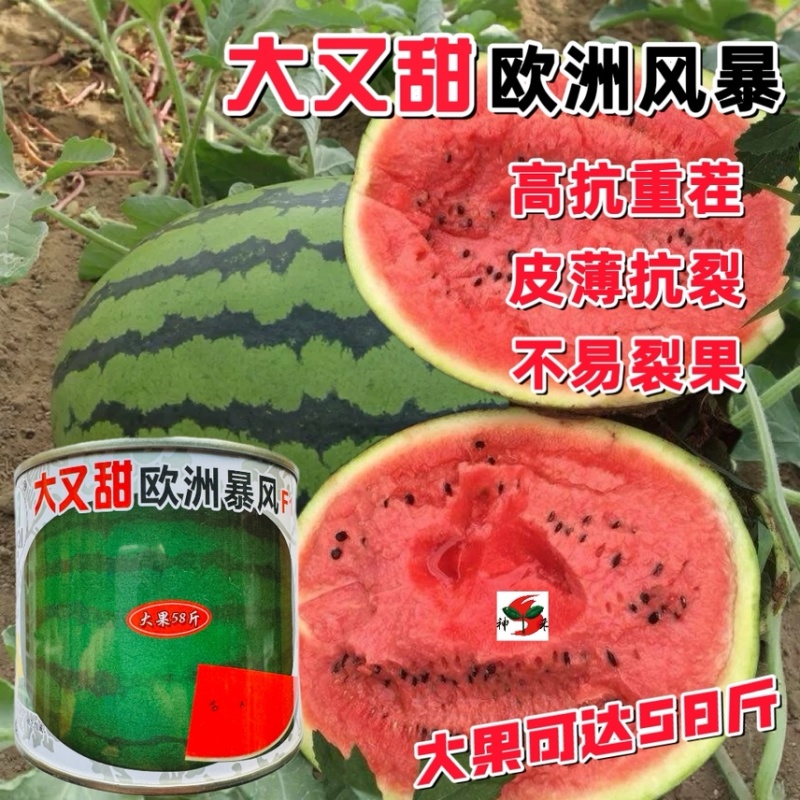 神禾抗重茬抗裂大又甜西瓜种子**58斤欧洲风暴50克