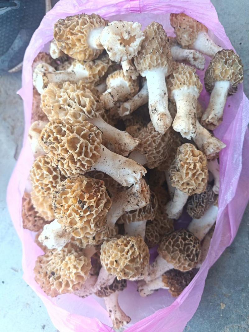 羊肚菌