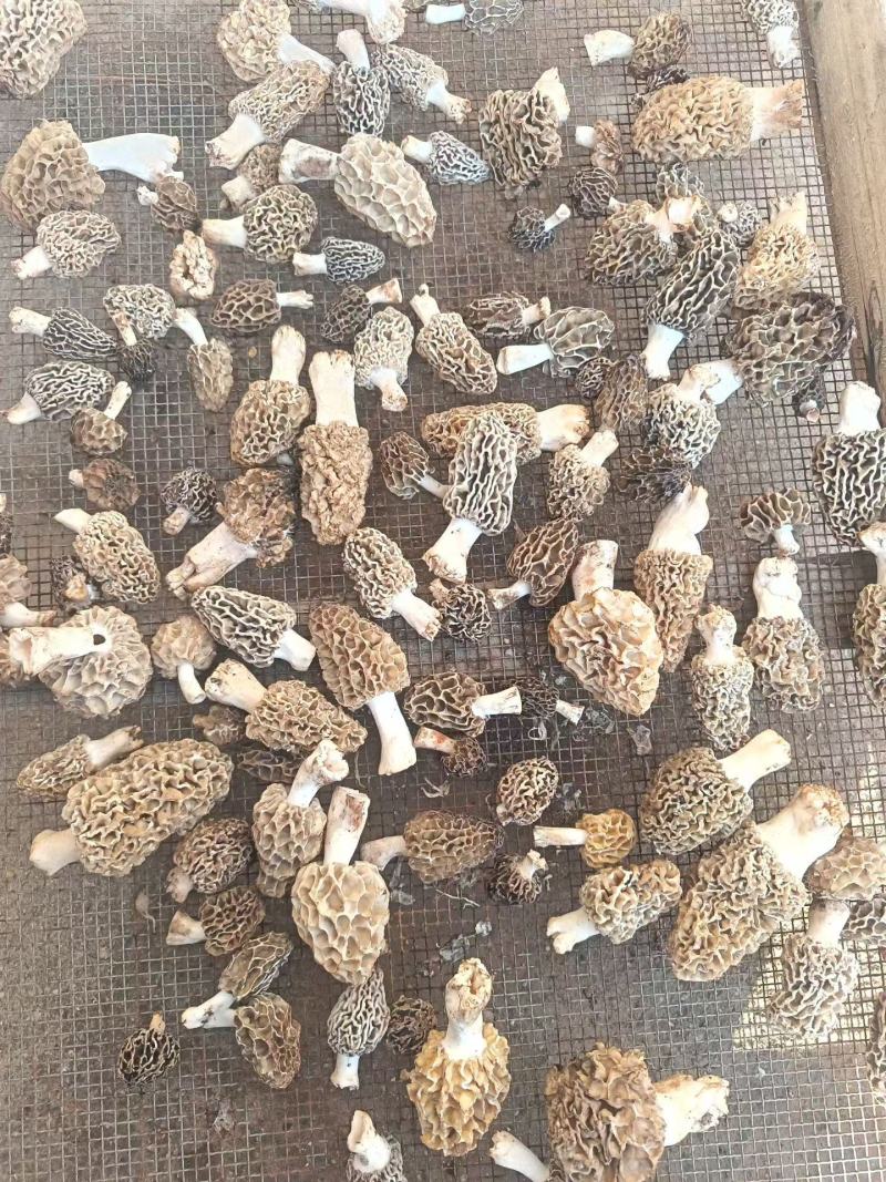 羊肚菌