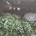 脱毒原种商薯19苗红薯苗全国发货欢迎来电采购洽谈