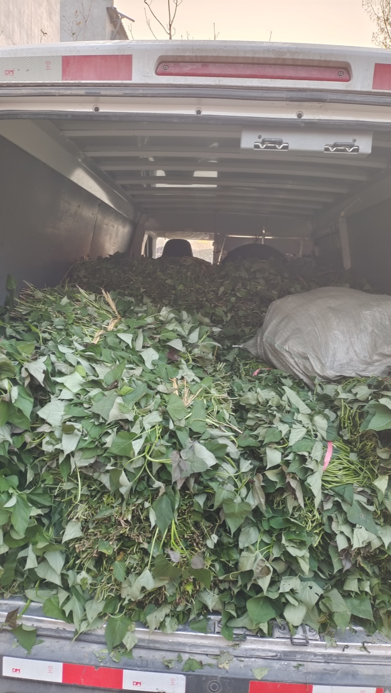脱毒原种商薯19苗红薯苗全国发货欢迎来电采购洽谈