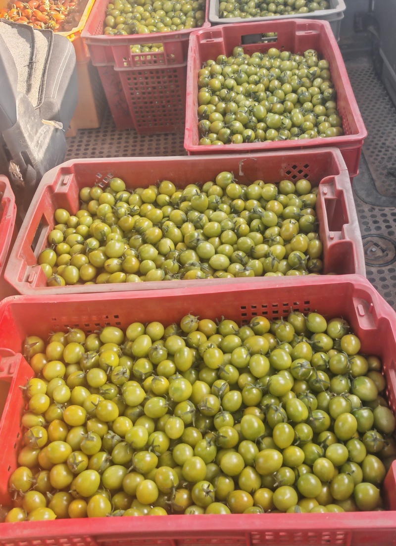 上海本地小番茄红黄青紫白各种品类小番茄自家种植