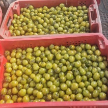 上海本地小番茄红黄青紫白各种品类小番茄自家种植