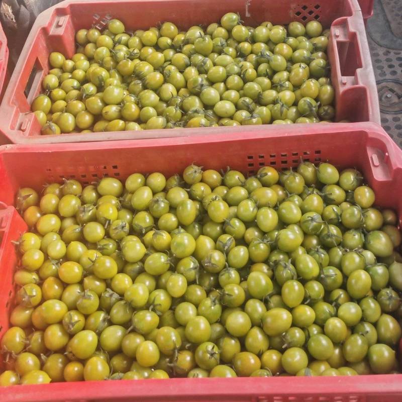 上海本地小番茄红黄青紫白各种品类小番茄自家种植