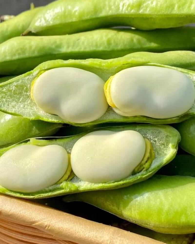 简阳本地胡豆大量上市物美价廉