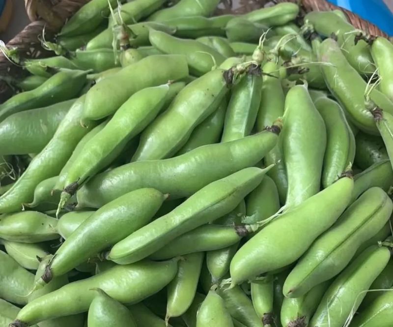 简阳本地胡豆大量上市物美价廉