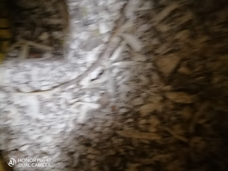 黄肉木薯碎