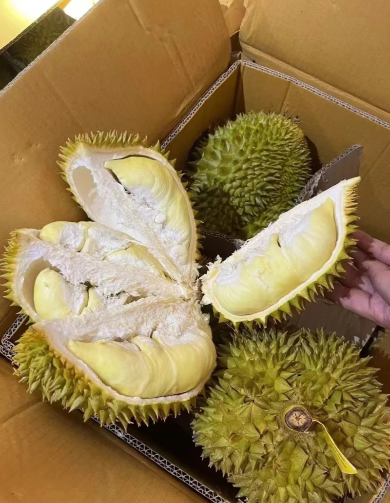 金枕榴莲一手批发价格，a果保5房，坏果包赔