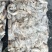 舟山21一23条斤小黄鱼冻块