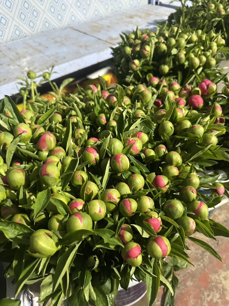 菏泽鸿泰芍药鲜切花基地，批发商，花店，电商代发。
