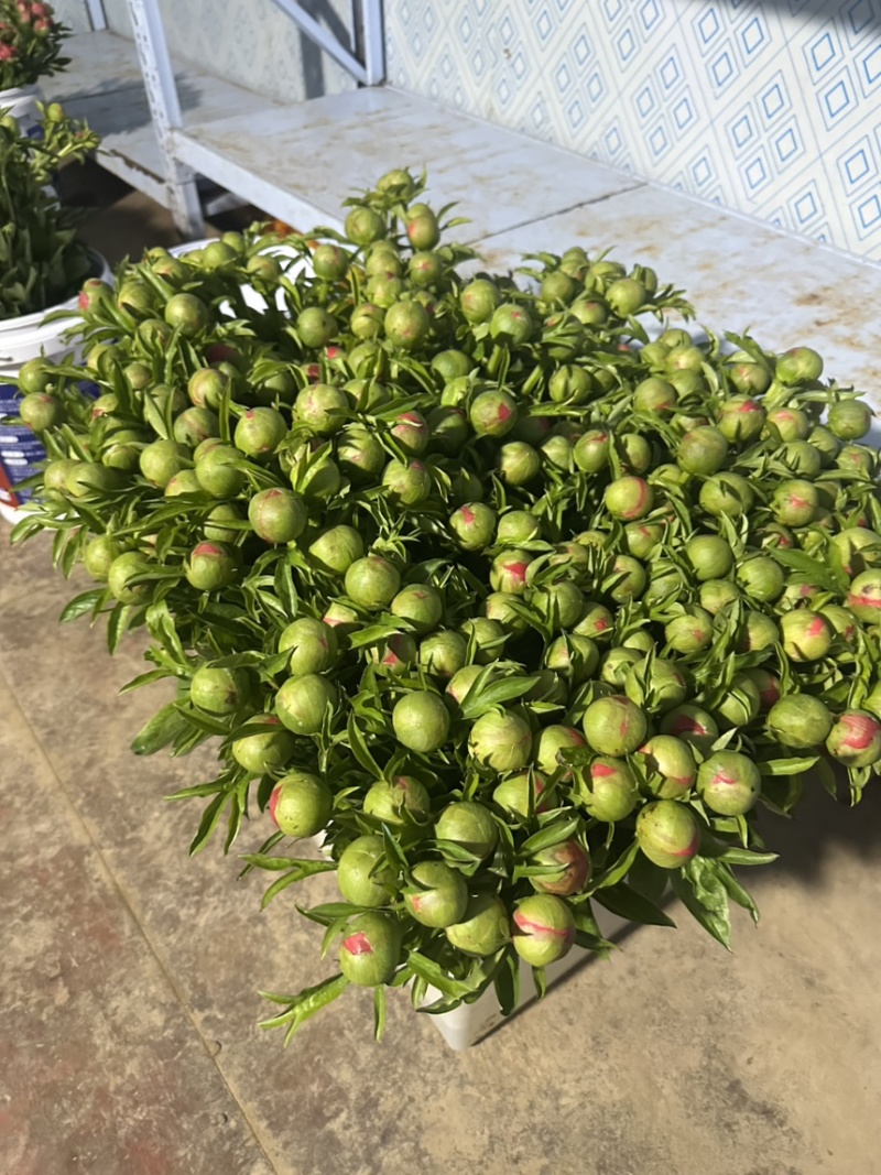 菏泽鸿泰芍药鲜切花基地，批发商，花店，电商代发。
