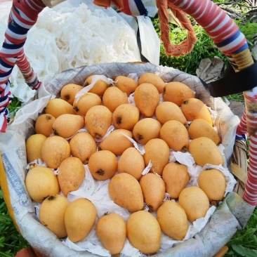 枇杷