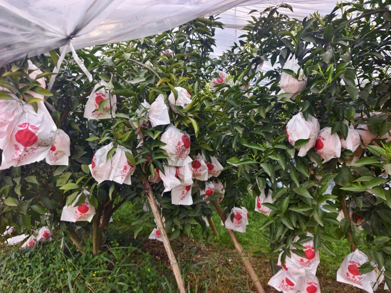 耙耙柑商品果