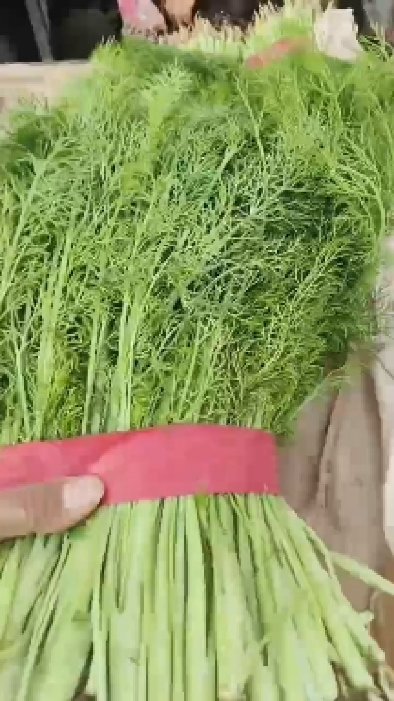 欢迎来电，精品【茴香】可供全国客商前来采购