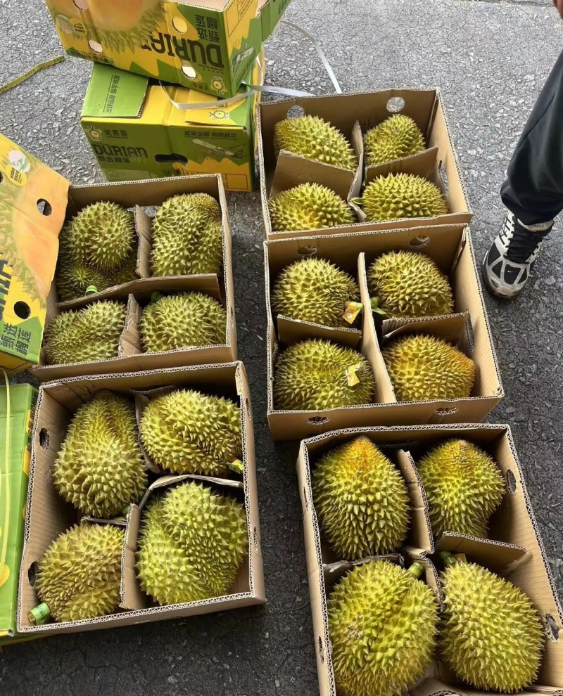 金枕榴莲一手批发价格，a果保5房，坏果包赔