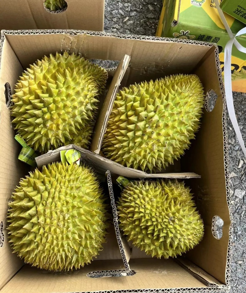 金枕榴莲一手批发价格，a果保5房，坏果包赔