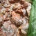 大量供应猪肺，肉粉，鸡头，鸡肠下脚料