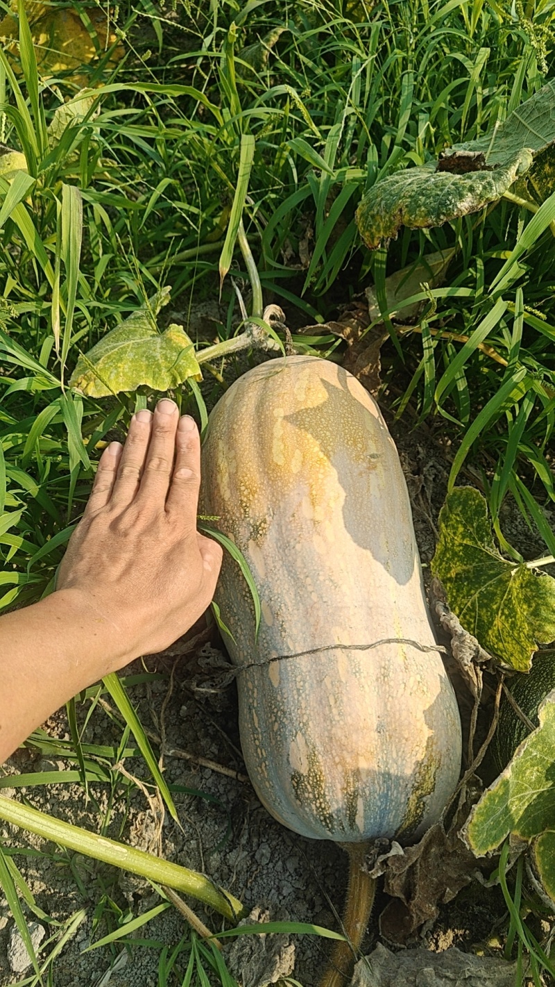 密本南瓜