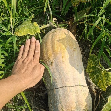 密本南瓜