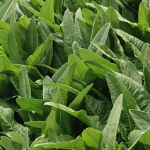 油麦菜