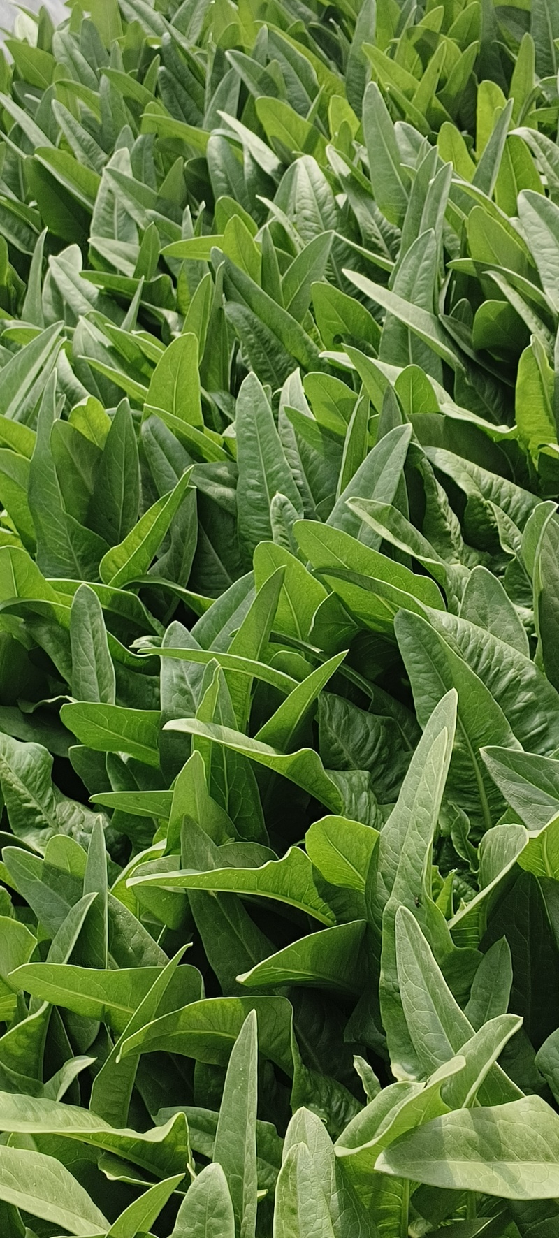 油麦菜
