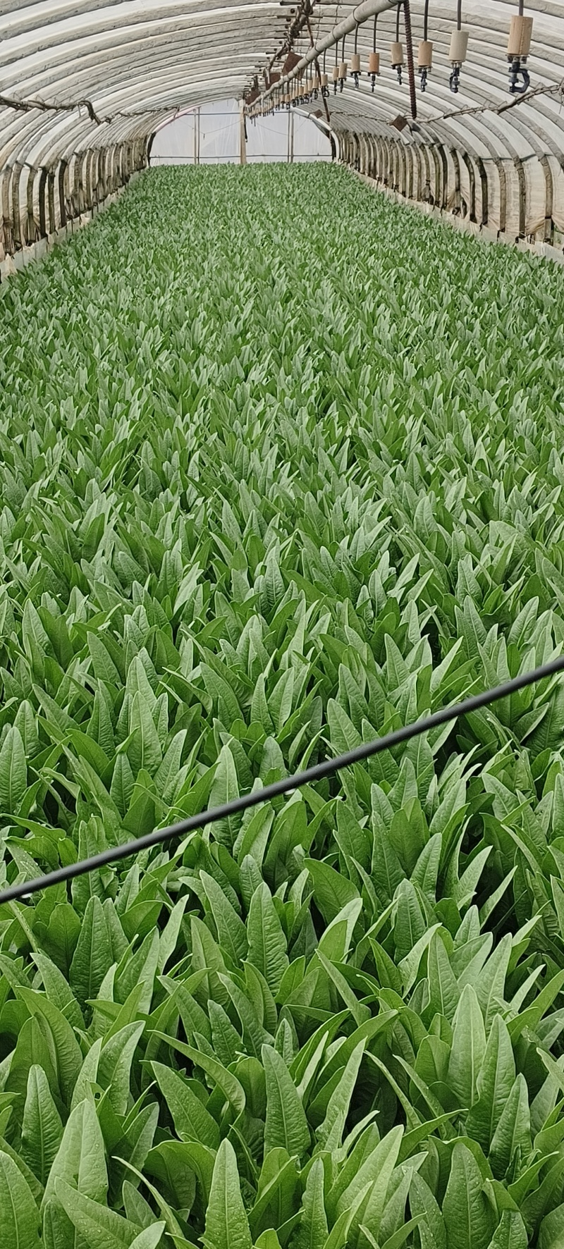 油麦菜