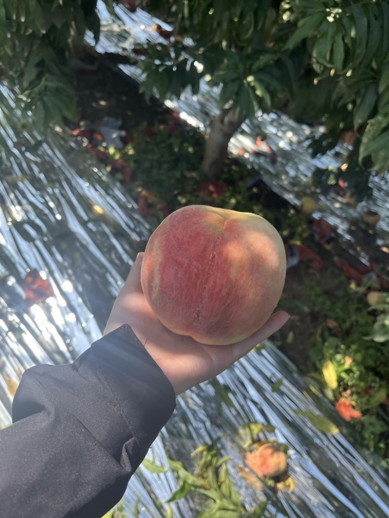 桃