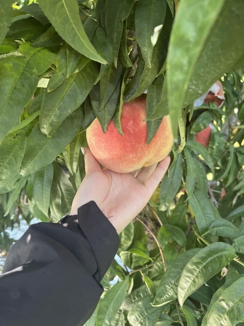 桃