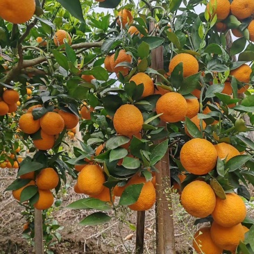 黄果柑橘味