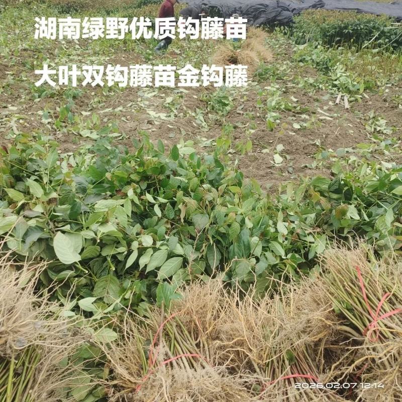 钩藤苗大叶双钩藤苗金钩藤苗现挖发货一手货源量大价优