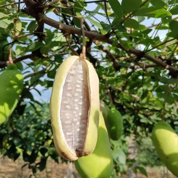 8月炸