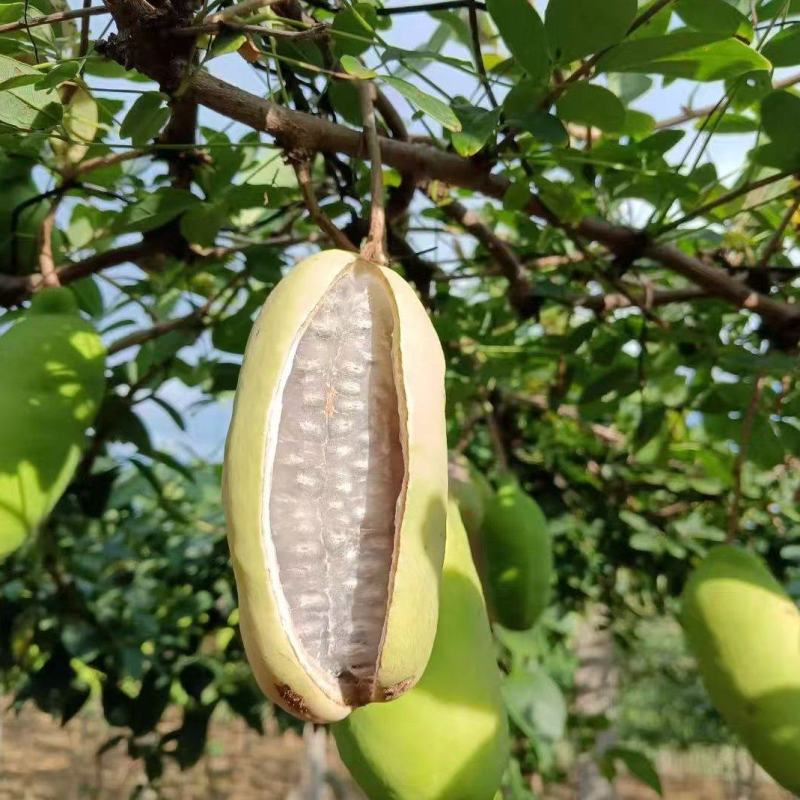 8月炸