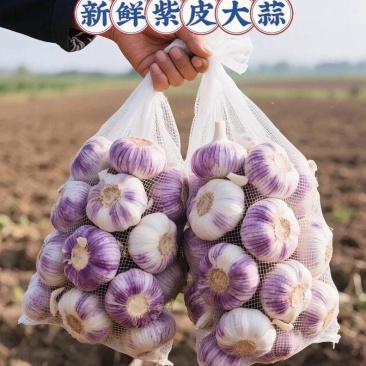 云南紫皮大蒜，产地直发，对接电商平台，商超市场！