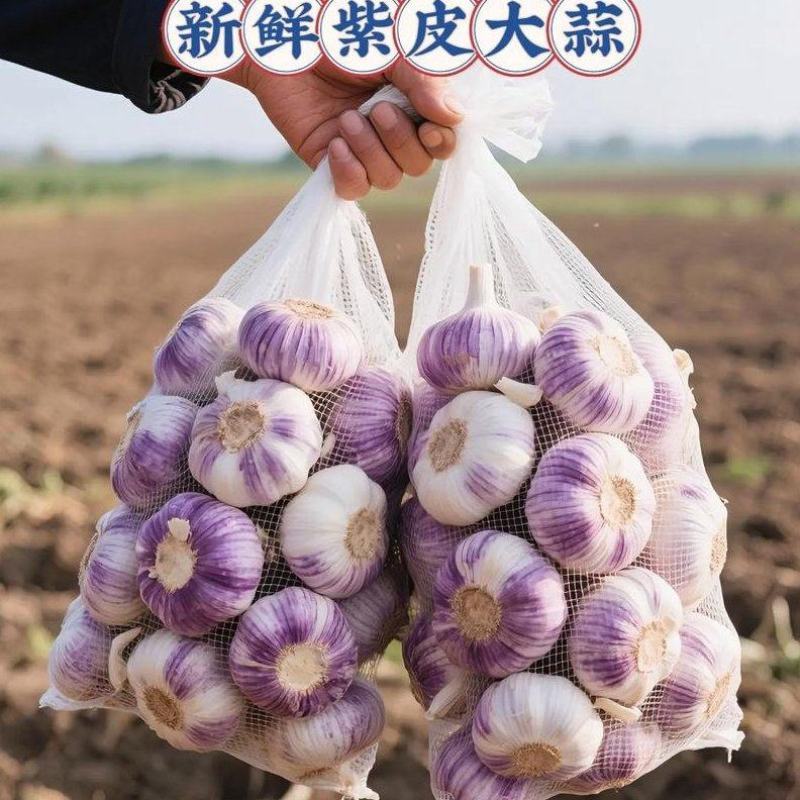 云南紫皮大蒜，产地直发，对接电商平台，商超市场！