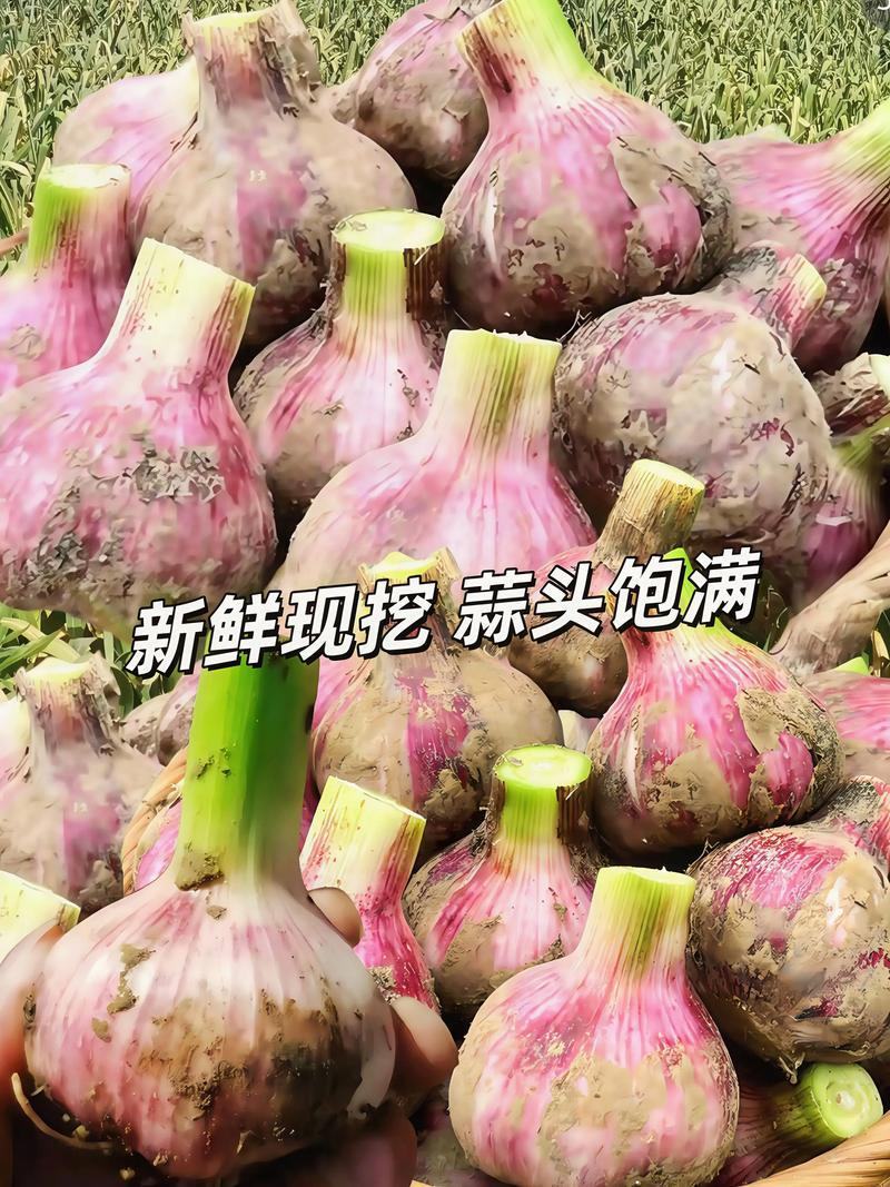 云南紫皮大蒜，产地直发，对接电商平台，商超市场！