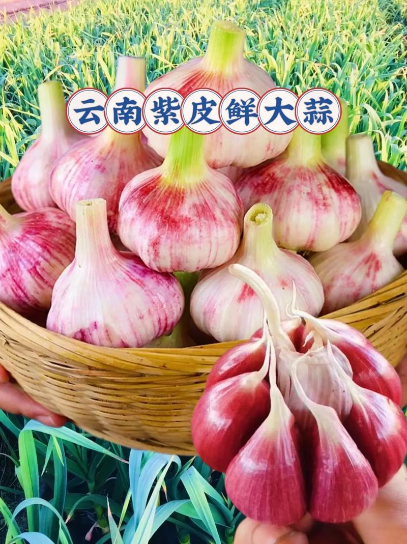 云南紫皮大蒜，产地直发，对接电商平台，商超市场！