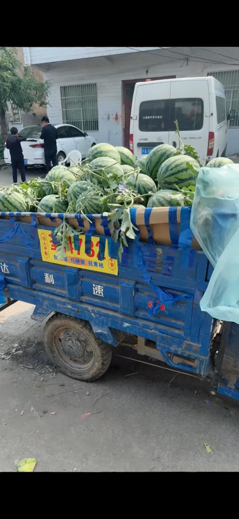 安徽宿州精品无籽美都西瓜，新鲜采摘皮薄肉厚，瓤红糖份高。