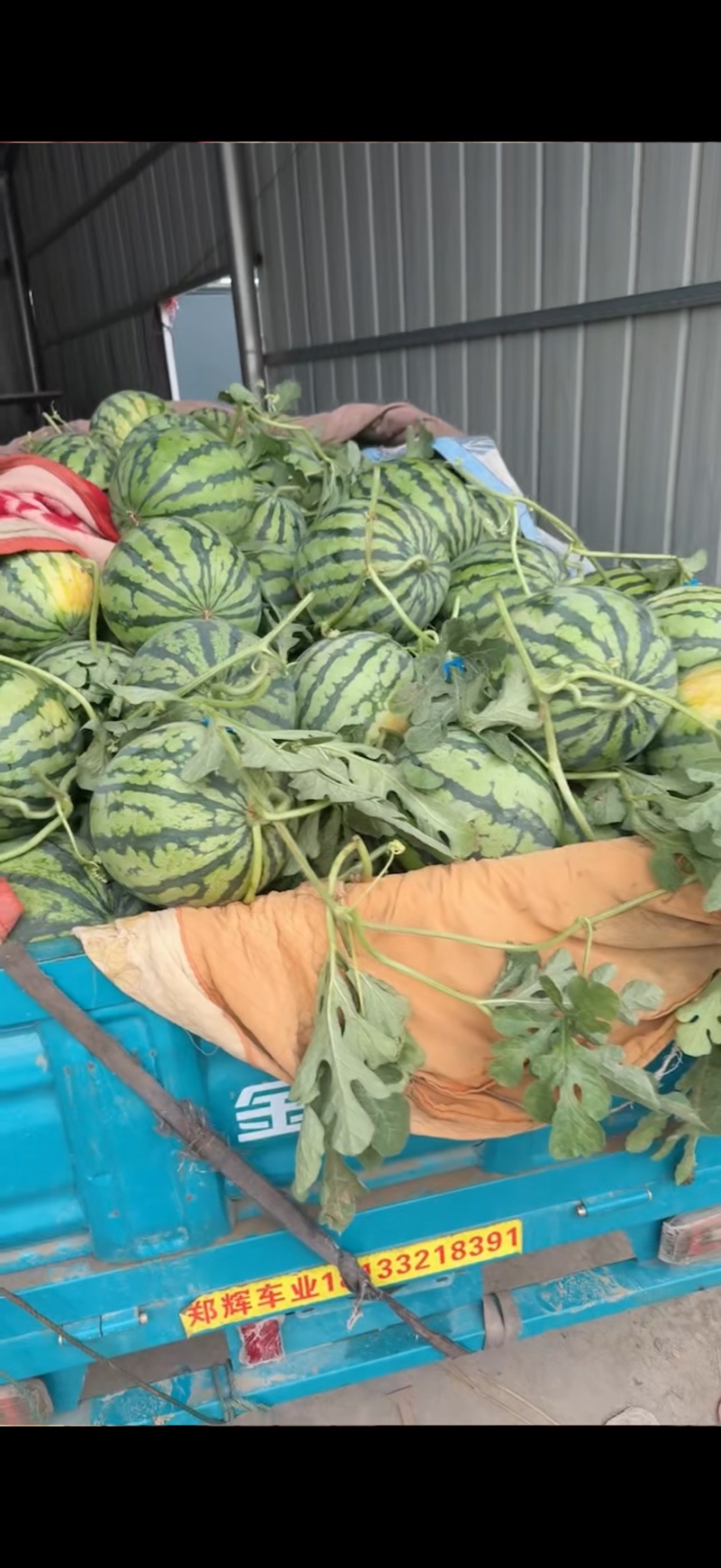 安徽宿州精品无籽美都西瓜，新鲜采摘皮薄肉厚，瓤红糖份高。