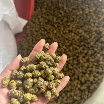 铁加石斛胶质性价比高