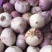 云南独头蒜，产地直发，全干新独头蒜，全国发货，坏烂包赔