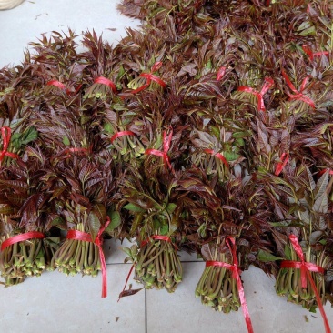 精品红香椿芽
