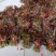 精品红香椿芽