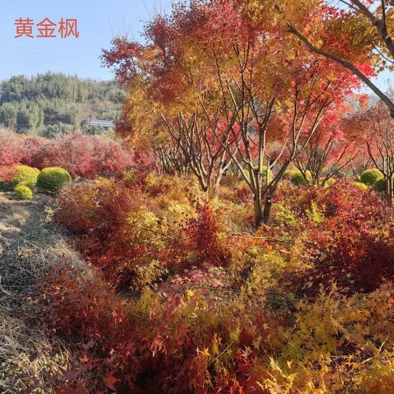 大量黄金枫树上市成活率高品质保证各种规格都有欢迎来电