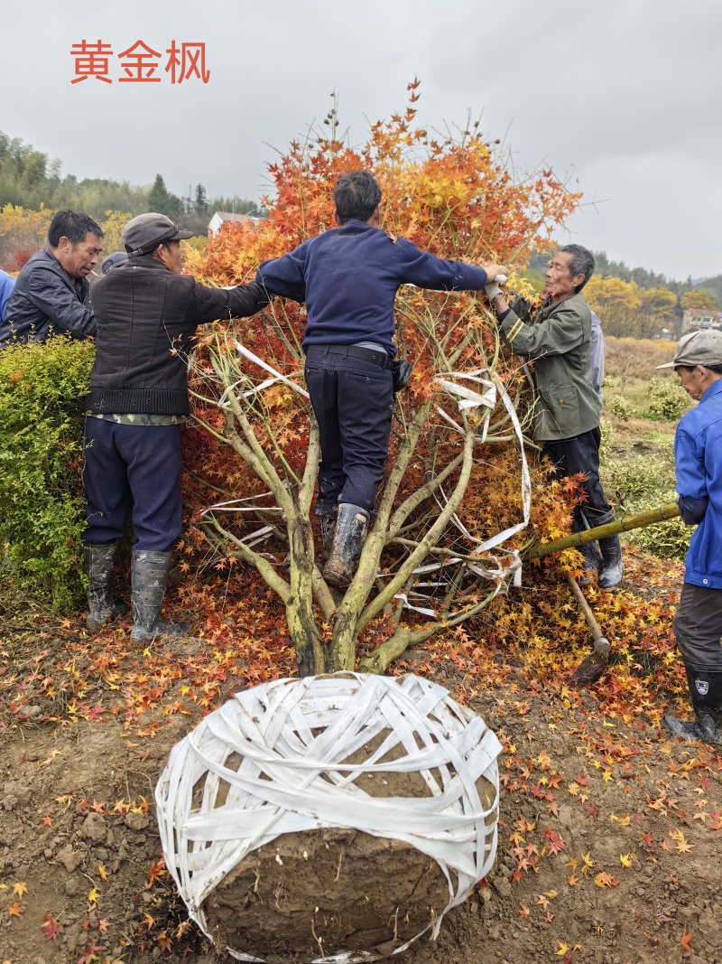 大量黄金枫树上市成活率高品质保证各种规格都有欢迎来电