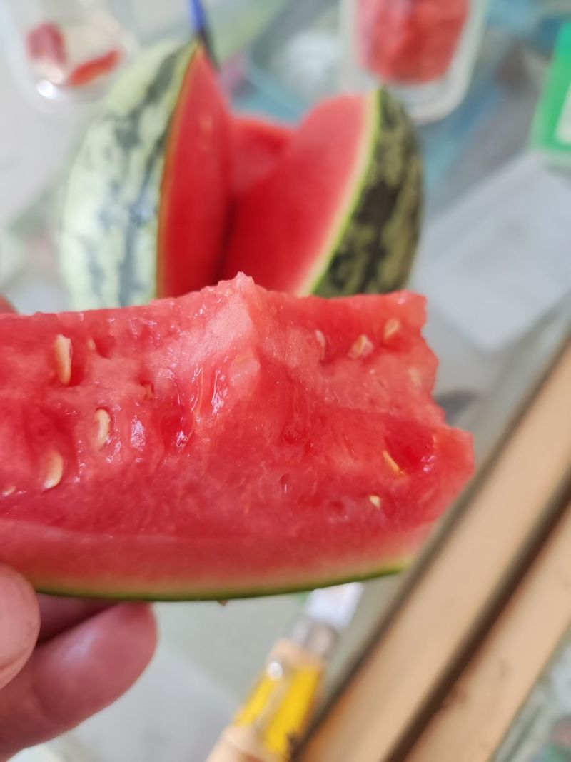 早春红玉西瓜，主产地安徽砀山县，支持电商平台团购批发市场。