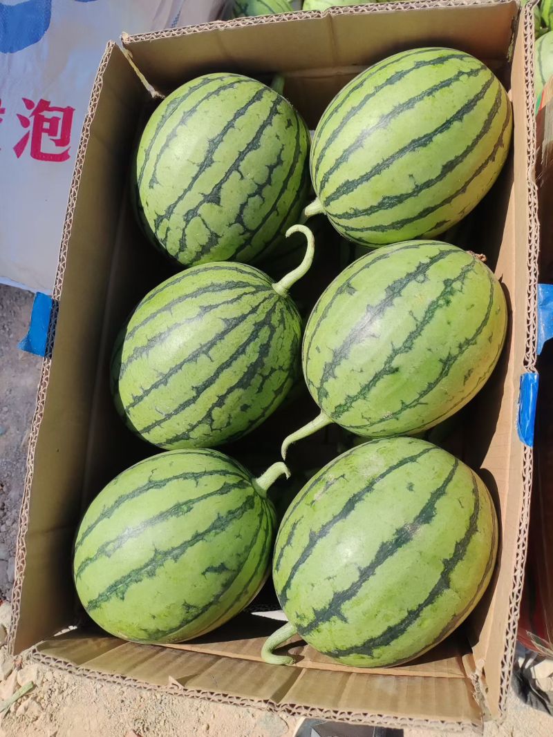 早春红玉西瓜，主产地安徽砀山县，支持电商平台团购批发市场。