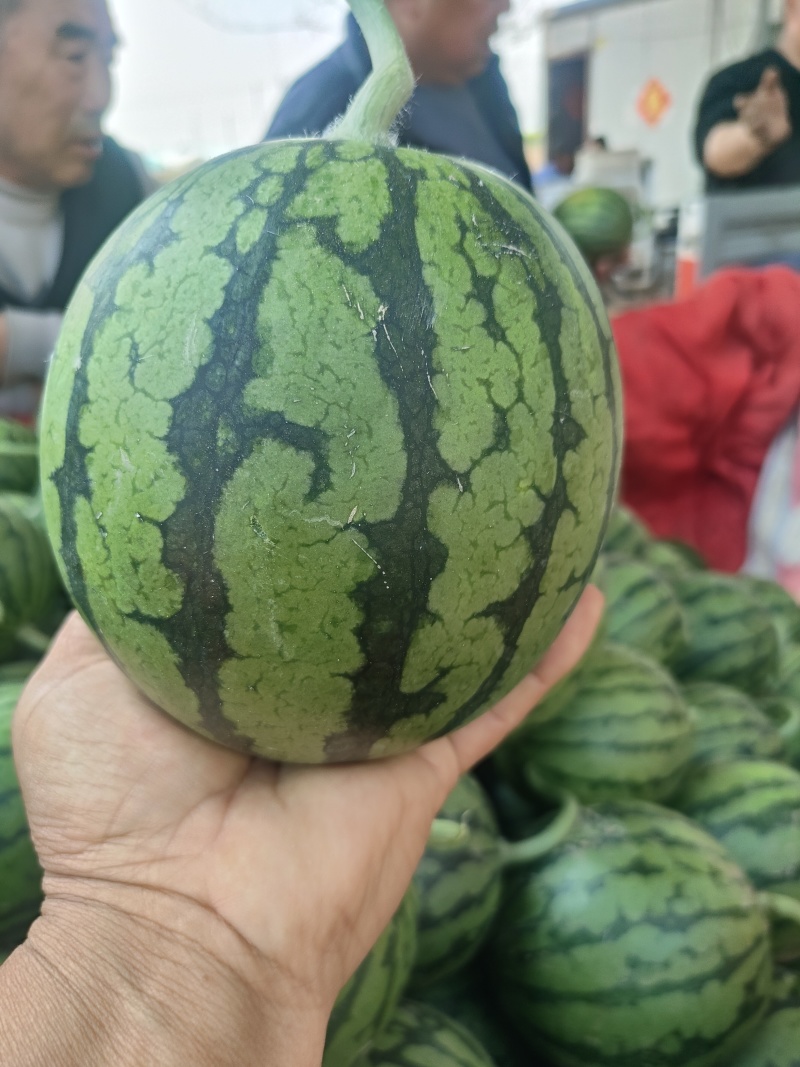 早春红玉西瓜，主产地安徽砀山县，支持电商平台团购批发市场。