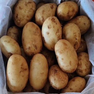 黄心土豆一件代发批发大量有货