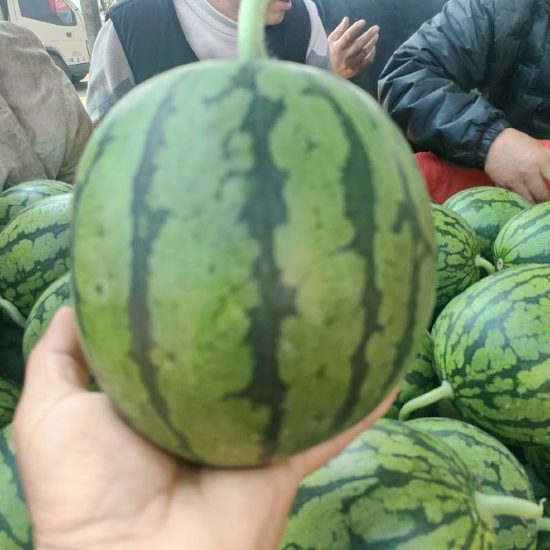 小糖丸西瓜安缴砀山西瓜种殖基地4月1日成熟上市皮薄脆甜！